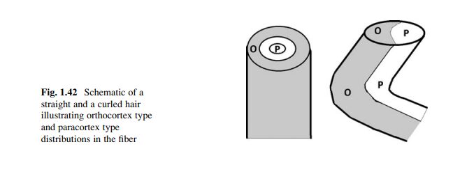 layout of cells in straight vs coily hair